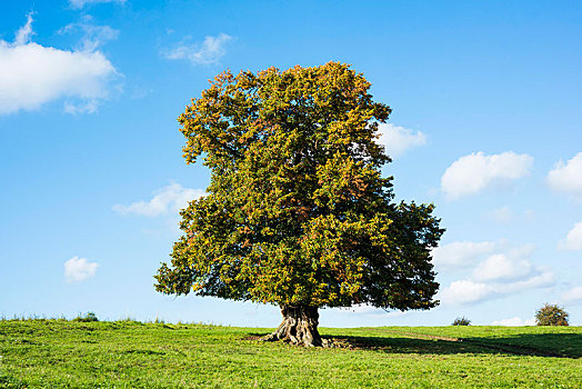 老,菩提树,树,椴树属,秋天,孤树,岁月,图林根州,德国,欧洲