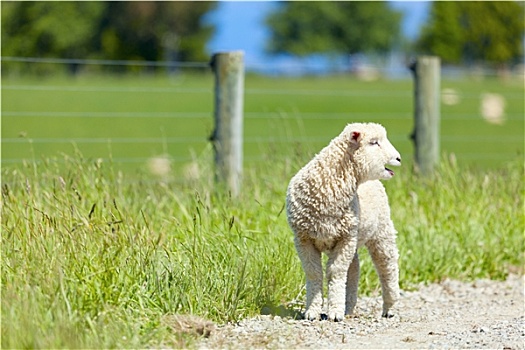 羊羔,农场