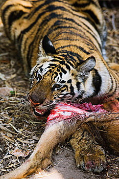 虎,鹿,杀,班德哈维夫国家公园,中央邦,印度