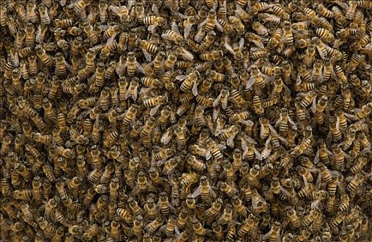 蜜蜂,意大利蜂,成群,国家公园,厄瓜多尔,南美