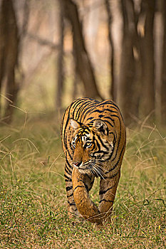 野生,孟加拉虎,印度虎,虎,尾随,树林,拉贾斯坦邦,国家公园,印度,亚洲