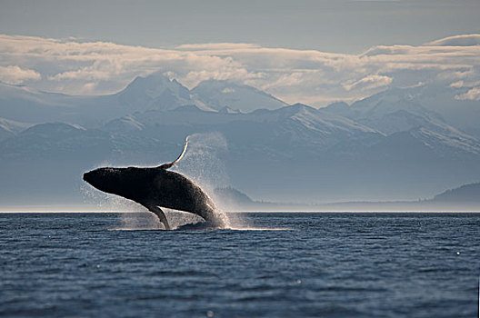 驼背鲸,鲸跃,弗雷德里克湾,通加斯国家森林,东南阿拉斯加,夏天