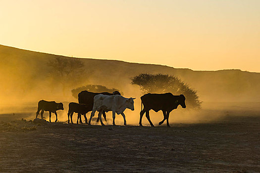 剪影,牛,牧群,走,尘土,大草原,日落,达马拉兰,纳米比亚,非洲