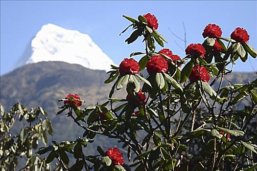 山,背景,安娜普纳,喜马拉雅山,尼泊尔