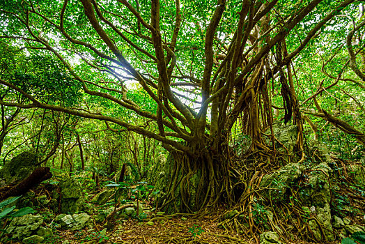 榕属植物