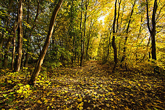 秋天,木头,道路,小路,叶子,彩色,萨克森安哈尔特,德国