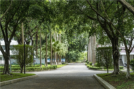 夏天阳光下羊城广州大学城暑假校园林荫大道