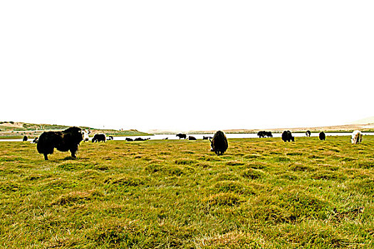 绿色草原上的牦牛群