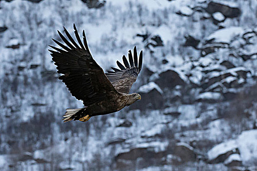 白色,尾巴,鹰,飞行,罗弗敦群岛,韦斯特阿伦,岛屿,挪威