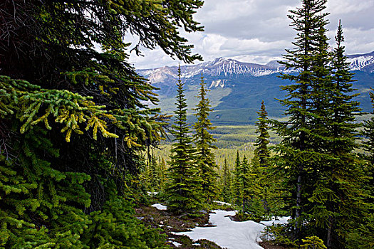 积雪,小路,树林,山,背景,秃头,碧玉国家公园,艾伯塔省,加拿大