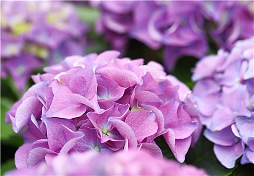 紫色,绣球花