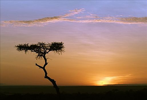 日出,马塞马拉野生动物保护区,肯尼亚