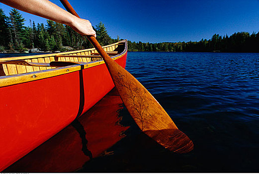 男人,独木舟,松树,湖,阿尔冈金公园,安大略省,加拿大