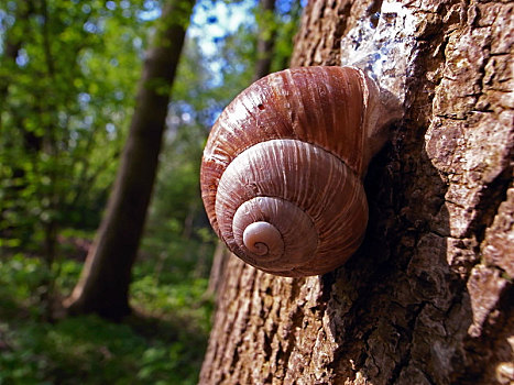 树上,蜗牛