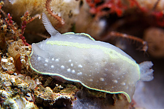 海蛤蝓,北岛,新西兰,太平洋,水下