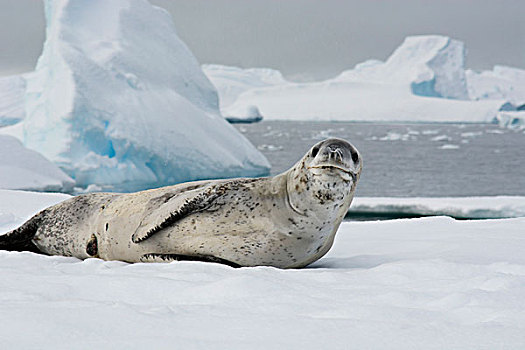 南极,湾,海豹,睡觉,浮冰