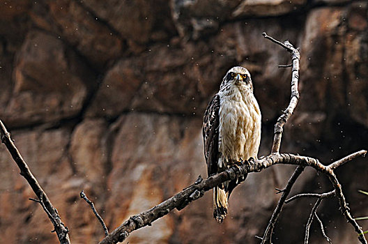 幼小,毒蛇,鹰,栖息,枝条,拉贾斯坦邦,国家公园,印度,亚洲