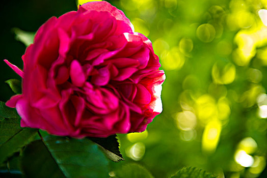 红玫瑰,小,别墅花园