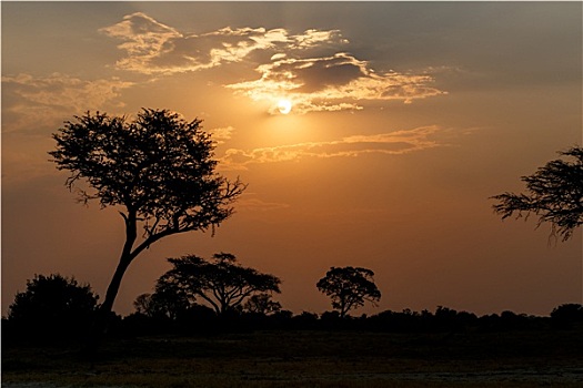 非洲,日落,树,正面