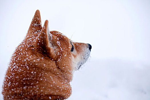 柴犬,狗,雪中,特写