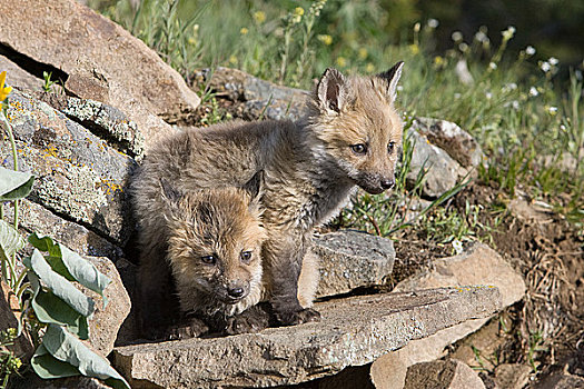 两个,红狐,小动物