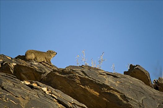 石头,蹄兔,国家公园,纳米比亚,非洲