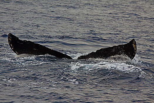 鲸尾叶突,潜水,驼背鲸,西部,海岸,毛伊岛,夏威夷
