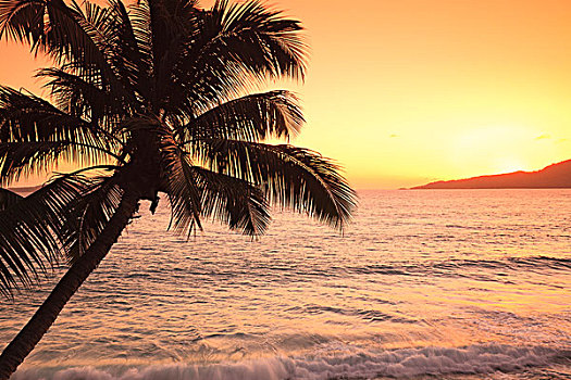椰树,日出,拉迪戈岛,塞舌尔