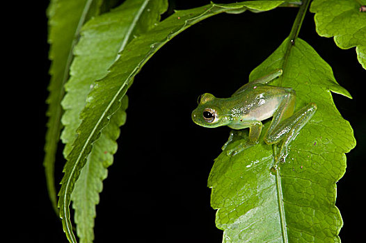 青蛙,国家公园,亚马逊河,厄瓜多尔