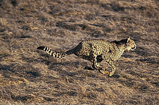 印度豹,猎豹,成年,跑,马赛马拉,公园,肯尼亚