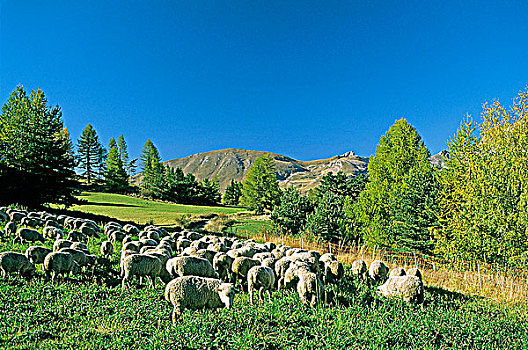 法国,山脉,绵羊