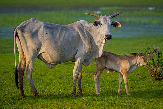 瘤牛,草场,幼兽,公牛,潘塔纳尔,南马托格罗索州,巴西,南美