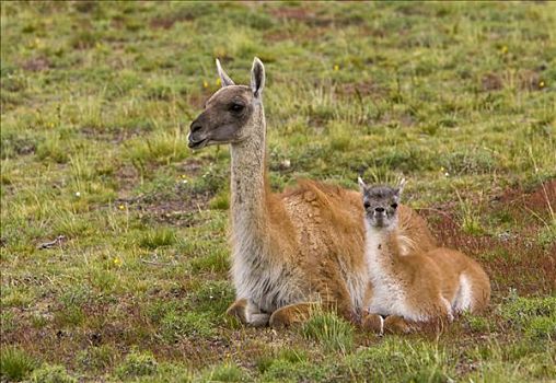 原驼,休息,草,斜坡,托雷德裴恩国家公园,智利