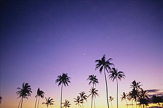 棕榈树,剪影,暗淡,日落,天空