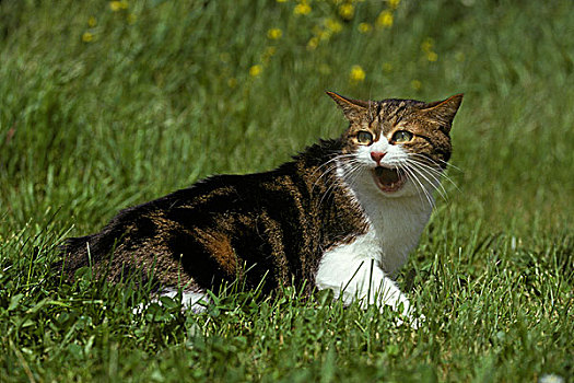 家猫,草地,狰狞,防卫姿势