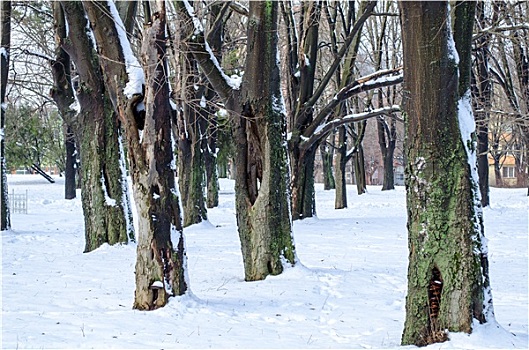 树,雪,冬天,公园