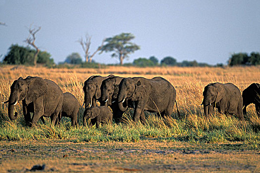 博茨瓦纳,乔贝国家公园,大象,牧群,非洲象,走,乔贝,河,日落