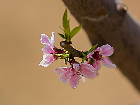 桃花开