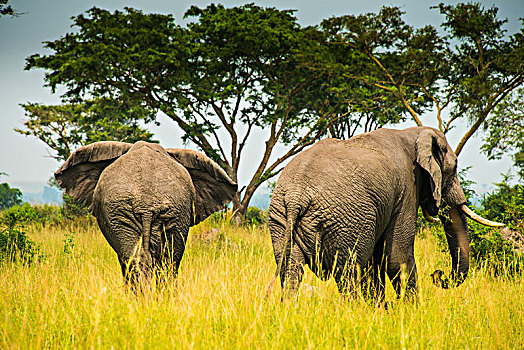 非洲象,国家公园,乌干达