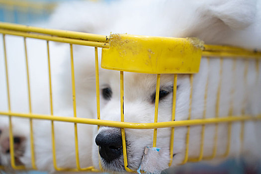 可爱萌宠狗西伯利亚雪橇犬萨摩耶犬