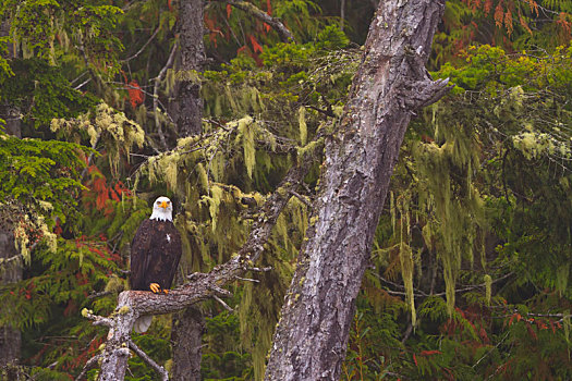白头鹰,坐,古树,大熊雨林,不列颠哥伦比亚省,加拿大
