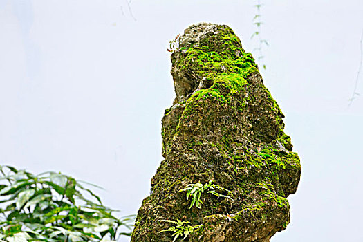 长满青苔的假山