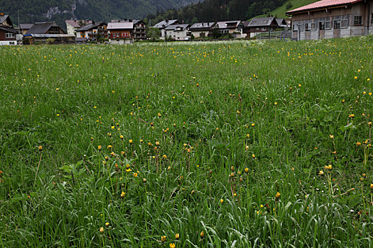 瑞士草地