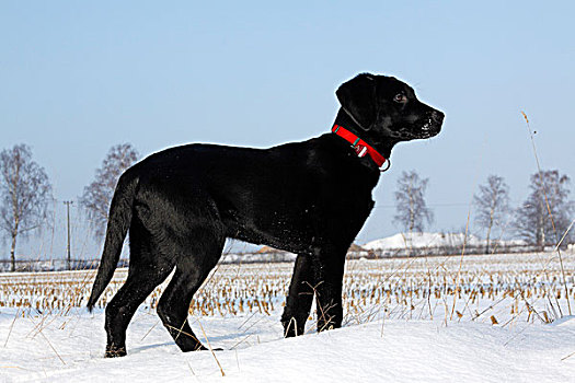 黑色,拉布拉多犬,复得,小动物,年轻,狗,玩雪,冬天