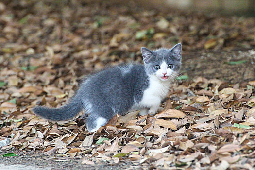 自然环境中的英短蓝白猫