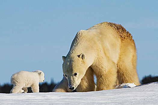 母亲,北极熊,玩,幼兽,瓦普斯克国家公园,丘吉尔市,曼尼托巴,加拿大