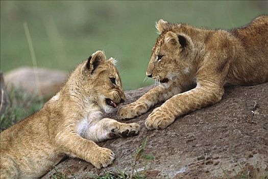 非洲狮,狮子,一对,三个,老,马赛马拉国家保护区,肯尼亚,非洲