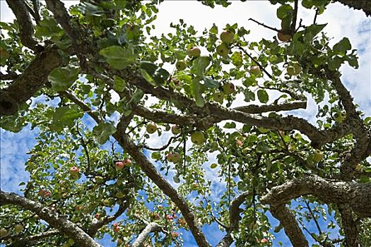 苹果树,盐春岛,不列颠哥伦比亚省,加拿大