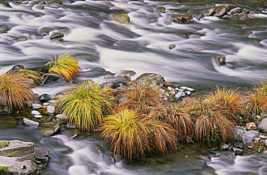 流动,水,可爱,溪流,俄勒冈,秋叶,表面