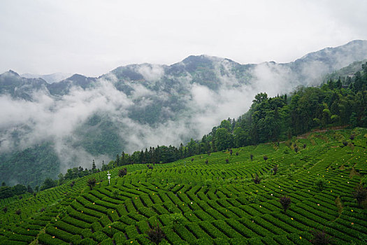 茶园风景风光图片